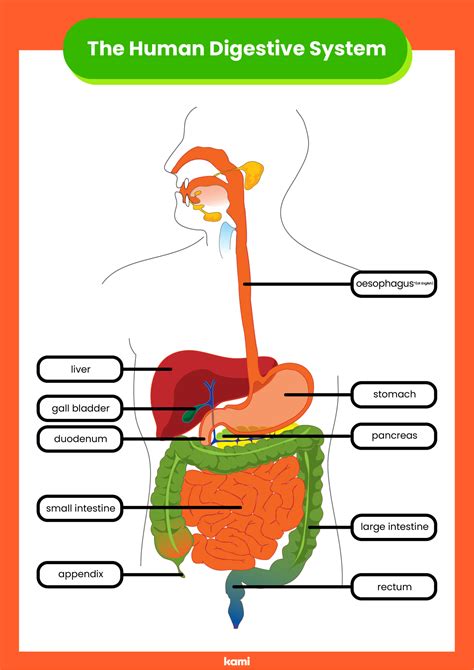 digestive system labeling worksheet answer key